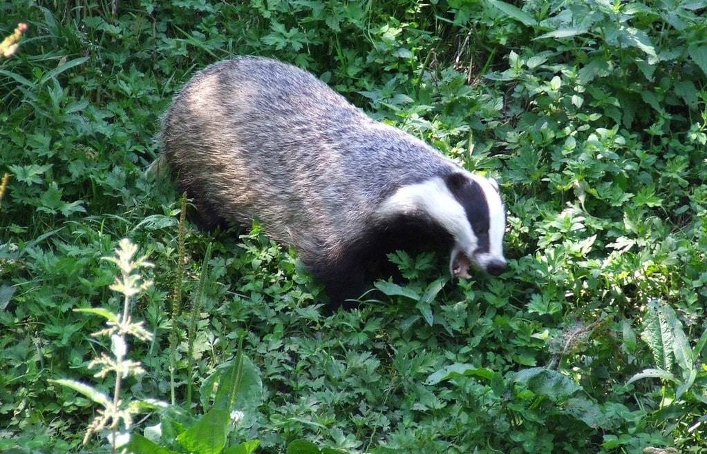 Comment savoir si on a un blaireau dans son jardin&nbsp;?